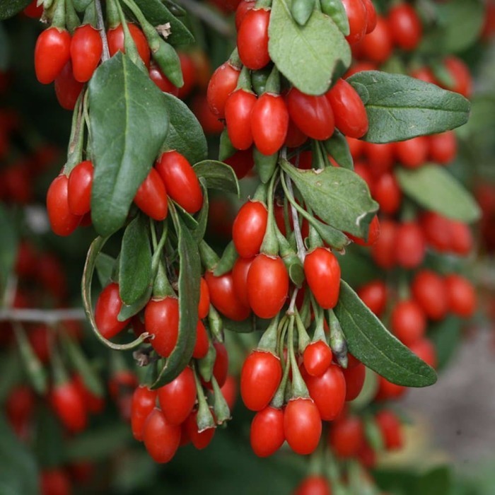 OBBRAALL Tanaman Bibit Buah Goji Berry