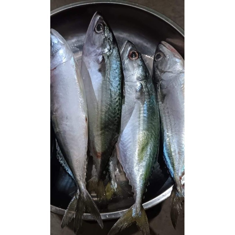 

Ikan kembung Banjar Fresh