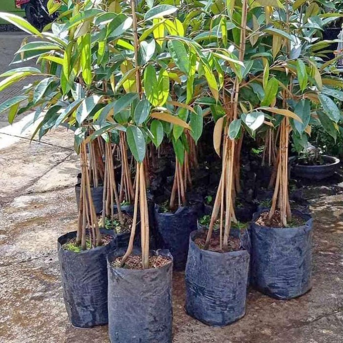 Terlaris Bibit Durian Kaki 3 Musangking Bawor Durihitam Monthong Okulasi Promo Terbaru