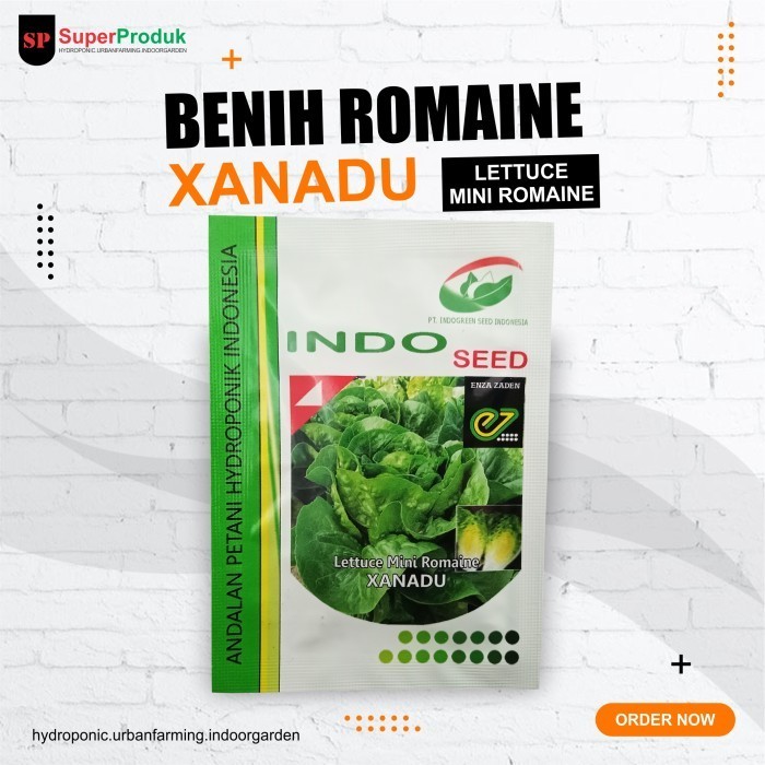 Benih Selada Baby Romaine- Selada Romaine Mini Enza