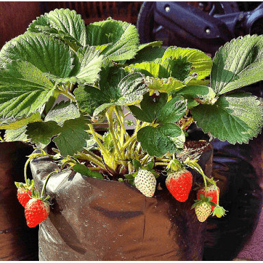 Bibit strawberry california / pohon strawberry california POHON