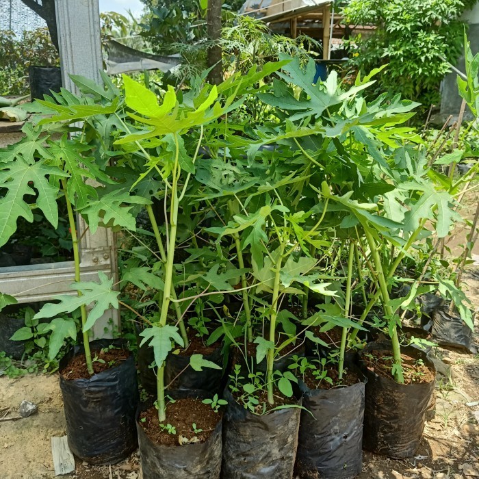 Bibit Pohon Pepaya California - Tanaman Buah Pepaya California POHON