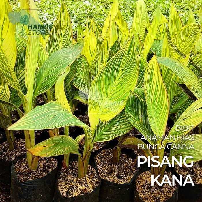 Bibit Tanaman Hias Pisang Kana Varigata Kuning / Bunga Canna POHON