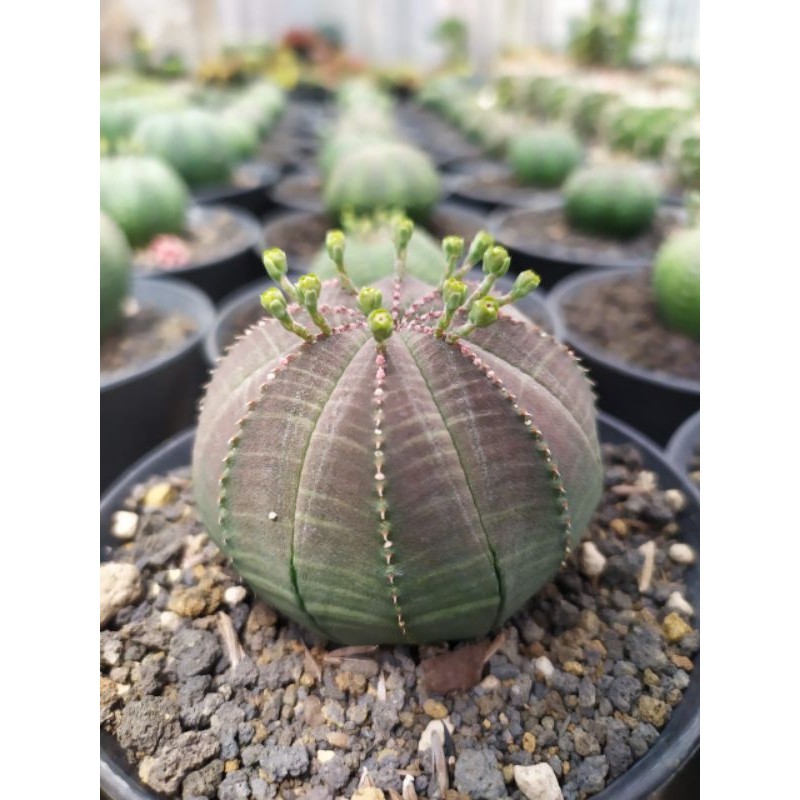 euphorbia obesa medium size KAKTUS SUKULEN TANAMAN HIAS