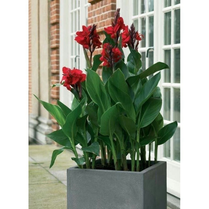 TANAMAN HIAS KANA BUNGA MERAH - TANAMAN HIAS PISANG KANA BUNGA MERAH