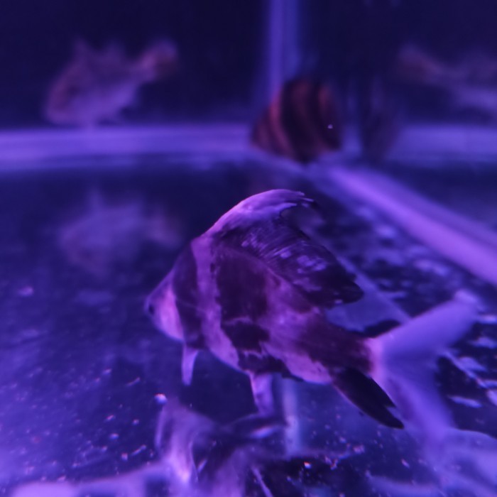 ikan chf chinese high