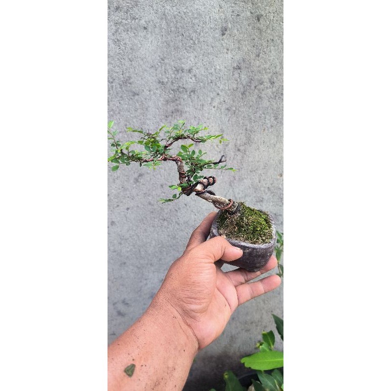 ulmus mikro siap pajang(real pict)