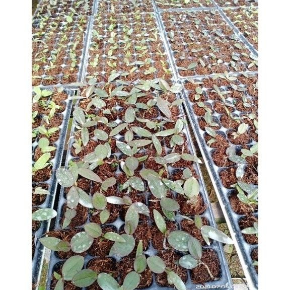 Terjangkau - akar kadaka moss hitam media tanam anggrek 