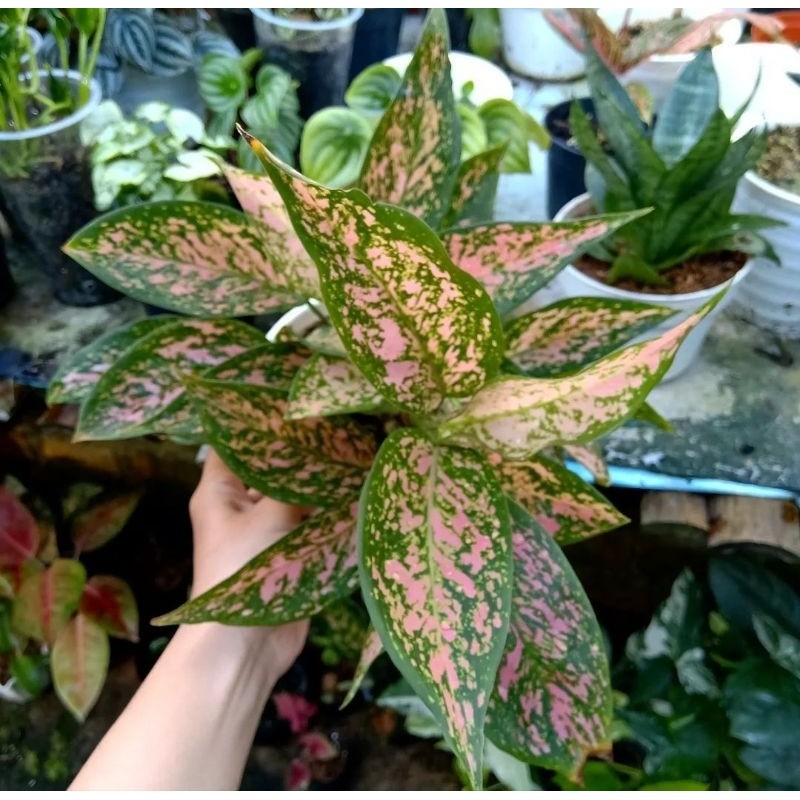 aglonema venus Rimbun