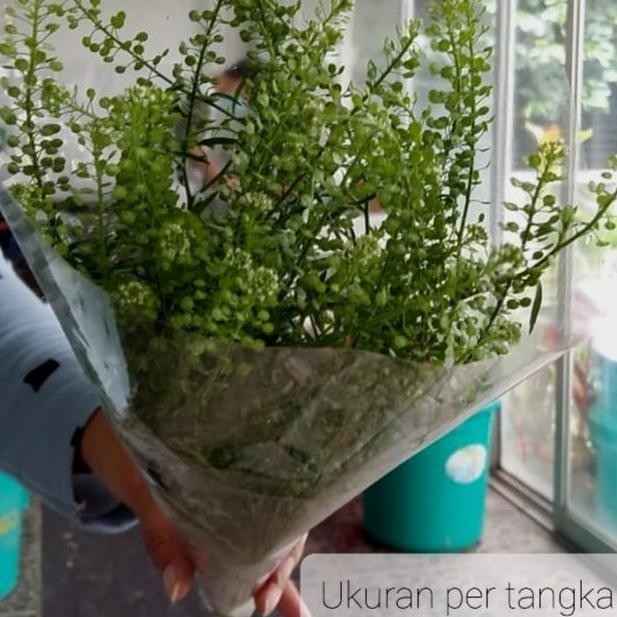 Recomend Daun Thlaspi Pennycress Segar per batang