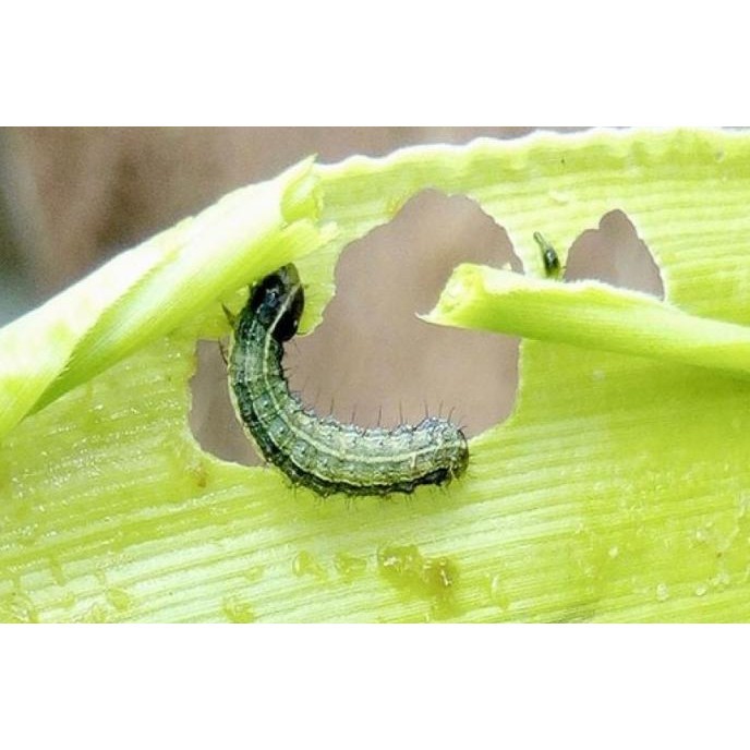 Kekinian - Insektisida Kaliandra 482EC 200 ml ..