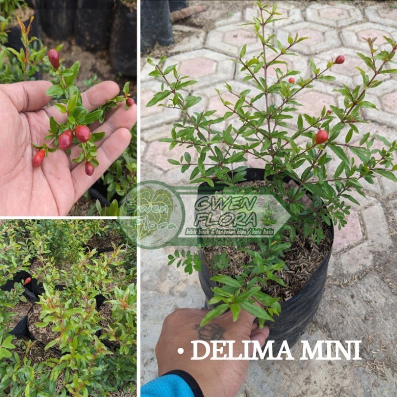 Delima Mini Merah Berbuah