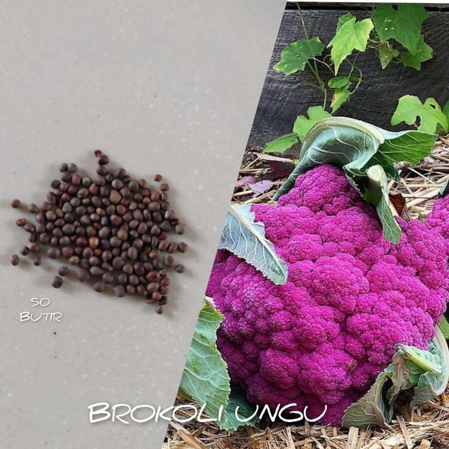 50 BUTIR BIJI/BENIH BROKOLI UNGU