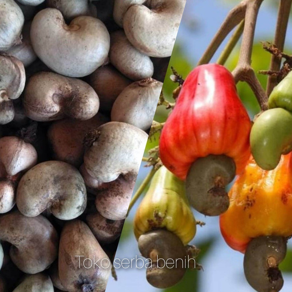 3 BUTIR BIJI/BENIH JAMBU METE