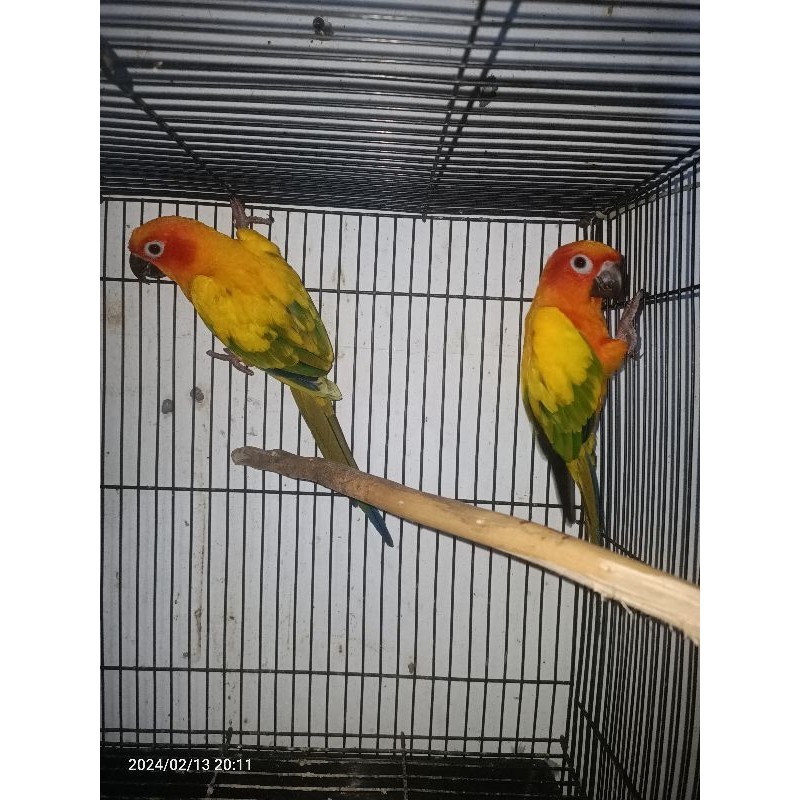 Burung Sunconure Siapan Dewasa
