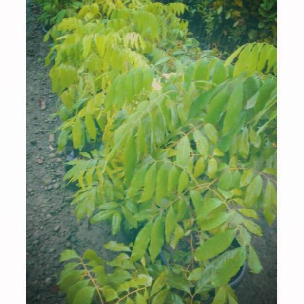 Omahijoofficial Bibit Kelengkeng Kristal  Bibit Kelengkeng New Kristal  Bibit Tanaman Kelengkeng New