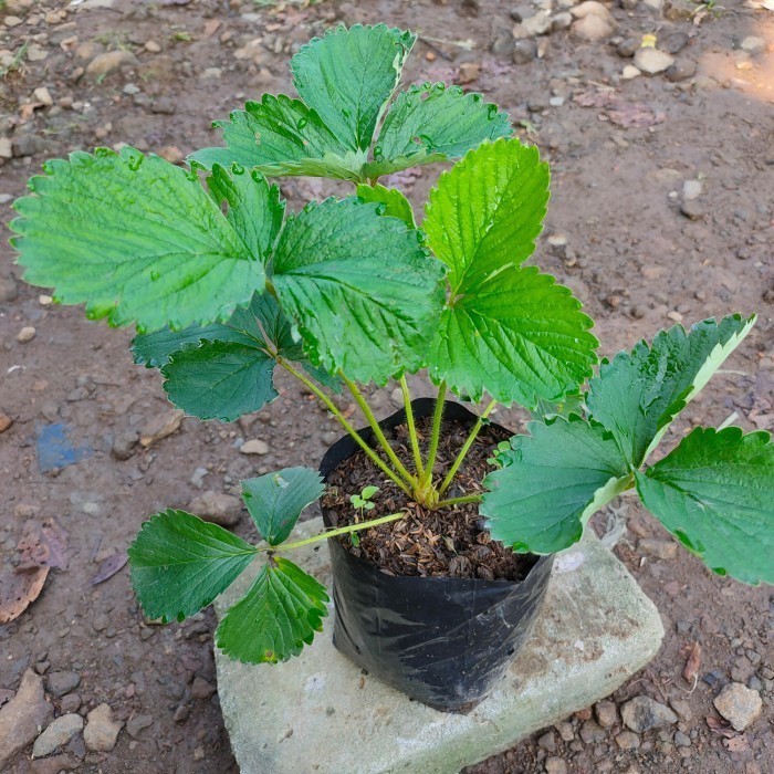 bibit pohon strawberry red giant australia buah strawberry jumbo MANIS ASLI