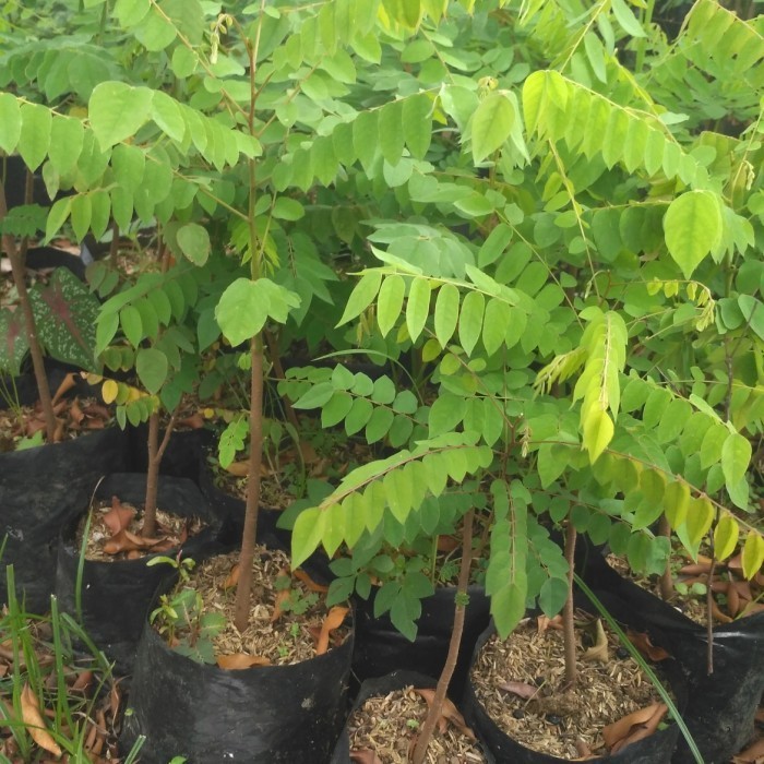 Bibit Belimbing Wuluh Pohon Belimbing Wulu Buah Blimbing ASLI