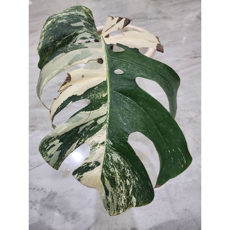 monstera varigata ekonomis