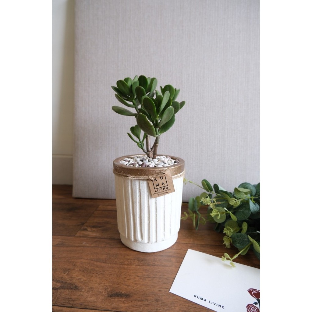 

Jade Plant - Hampers