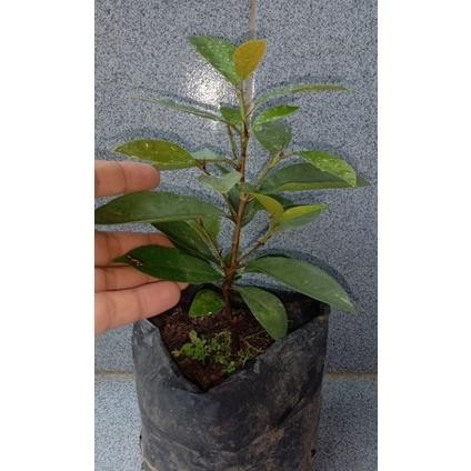 omahijoofficial Bahan Bonsai Iprik Silver Pucuk Merah ( Bibit Ficus Iprik Silver ) Beringin Silver