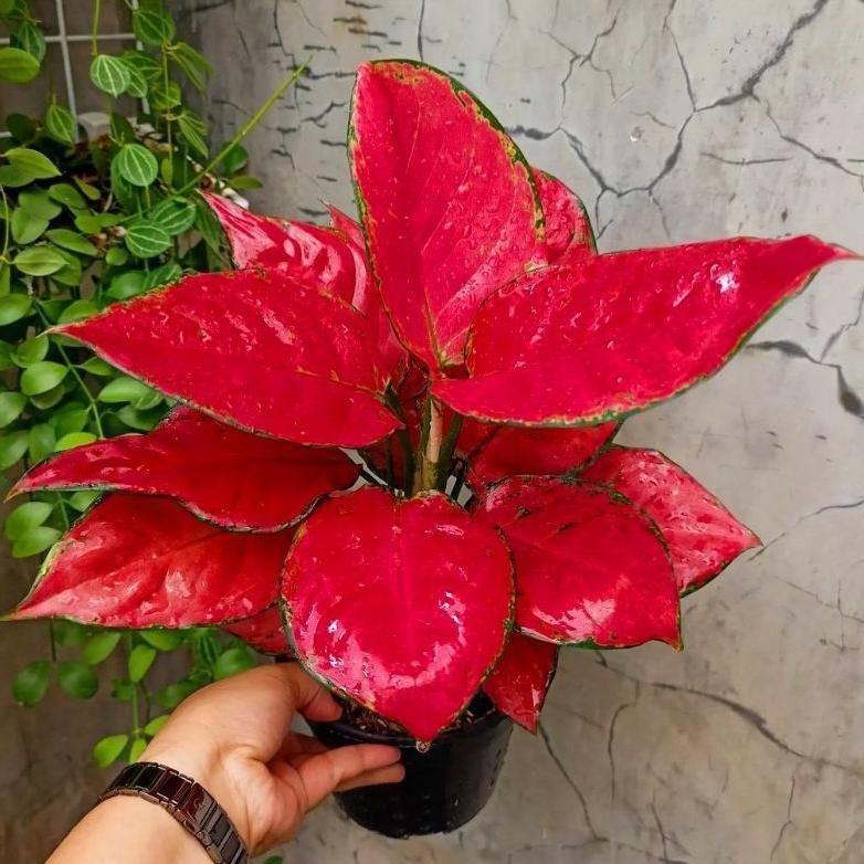 "Super Diskon" Aglonema Red Anjamani Tanaman Hias Bunga Aglaonema Murah Merah BUKAN bonggol bibit - tanaman hias hidup - bunga hidup - bunga aglonema - aglaonema merah - aglonema merah - aglonema murah - aglaonema murah ||