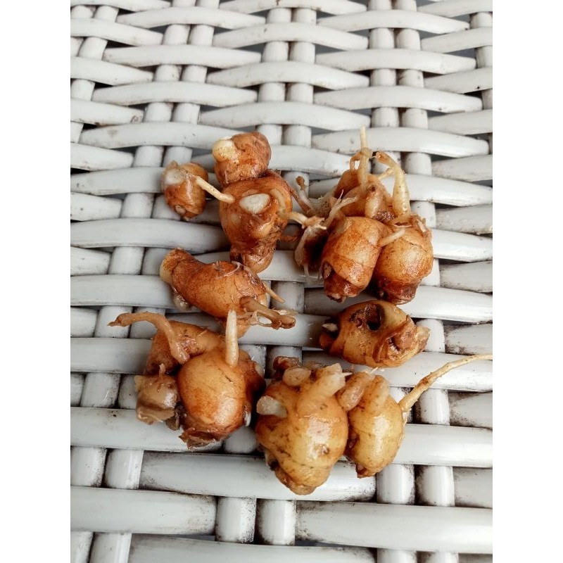 

kencur segar 250gram