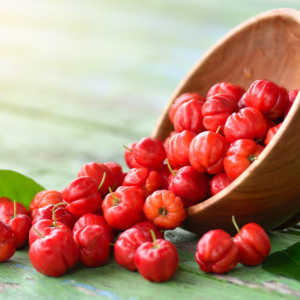 

Victory Seed Buah Cherry Barbados Segar (Isi 5 Buah)