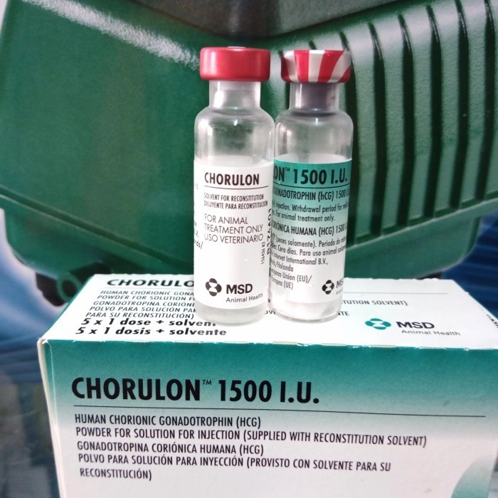 HORMON IKAN CHORULON HCG 5000IU (1 PASANG)