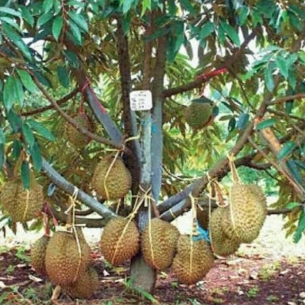 

Bibit Durian Montong Hasil Okulasi