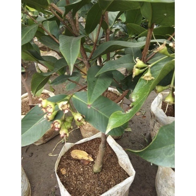 

Pohon Buah Jambu Deli Siap Berbuah