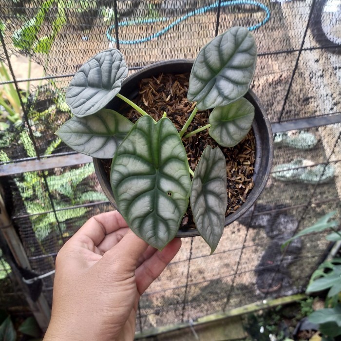 

Tanaman Alocasia Silver Dragonpohon Keladi Tengkorak Silver Alokasia