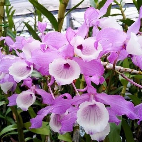 

Anggrek Dendro Tortile