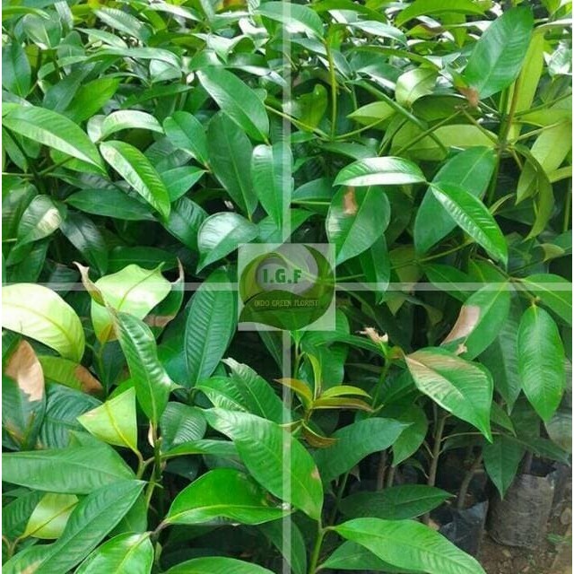

Bibit Manggis Super Okulasi Berkualitas (70-100Cm)
