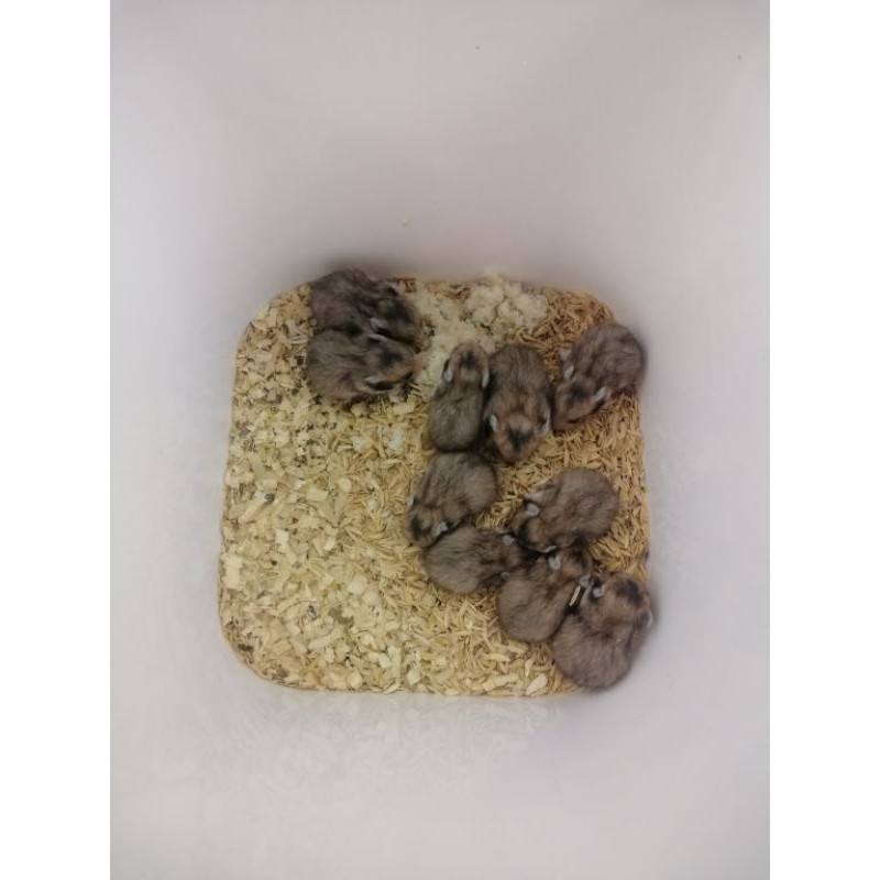 Hamster Syrian Golden choco anakan