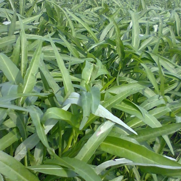Victory Seed - Bibit Benih Kangkung Air (Isi 5 Gram)