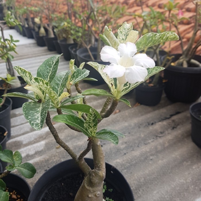 

Spot Leaf Varigata, Adenium Grafting Size B