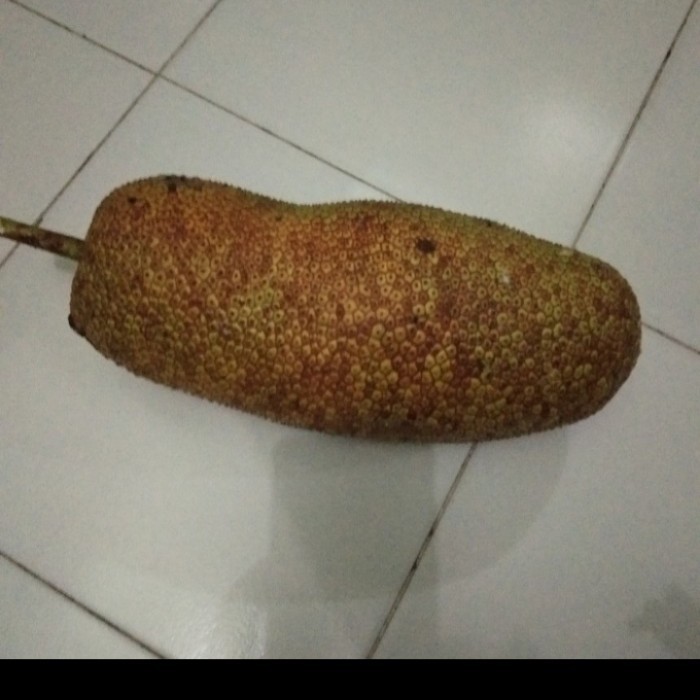 

Buah Nangka Cempedak