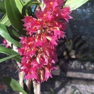 

Anggrek Dendro Japan Usitae Red Coral