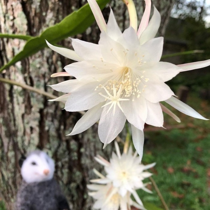 

Wijaya Kusuma Putih Mini Epiphyllum Crenatum Orchid Cactus