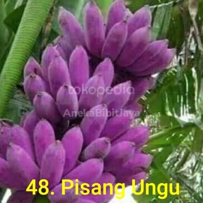 bibit buah pisang ungu unggul TOP