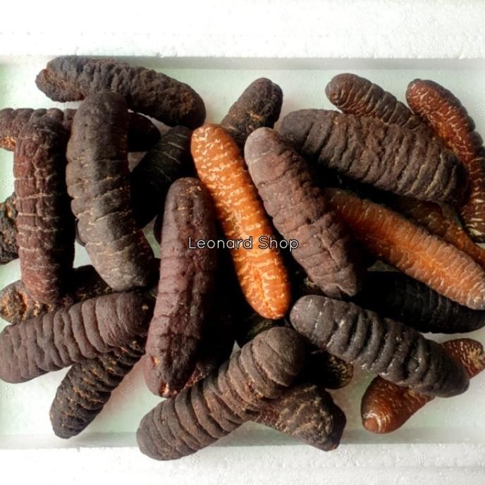 

HAISOM BESAR SUPER 100GRAM BANGKA BELITUNG KERING TERIPANG GOSOK GAMAT MS54