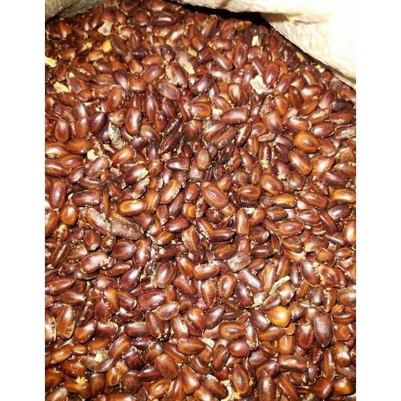 

TERMURAH 1kg biji pohon trembesi(keduh murah) yl-24