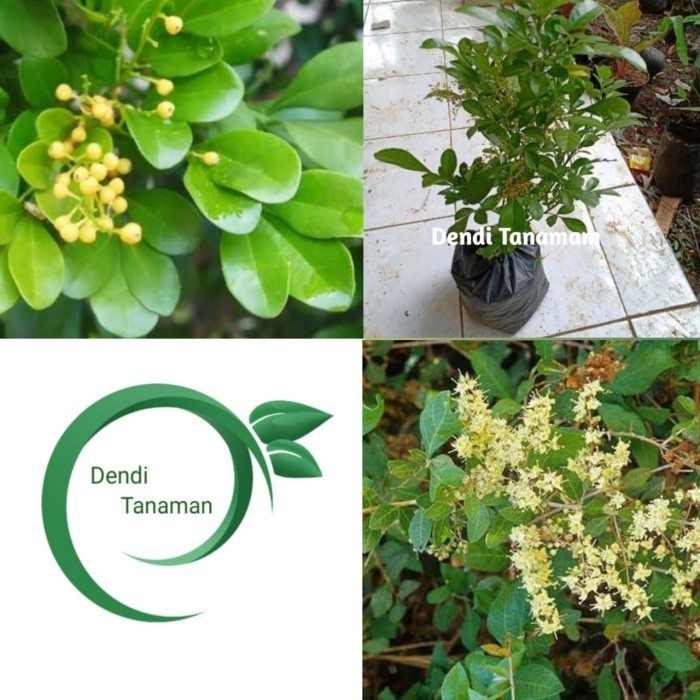 Bibit Pohon Daun Bunga Culan / Tanaman Pacar Cina TOPP