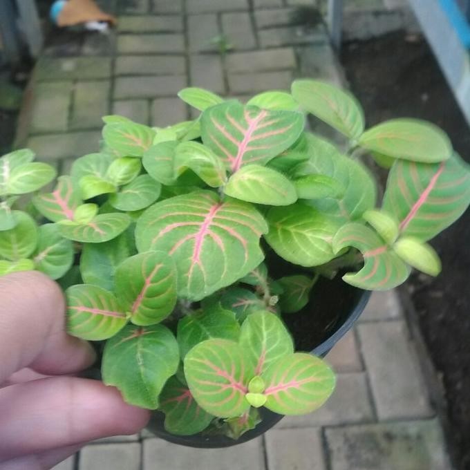 Fittonia Green Mini Fitonia Hijau Lucu Imut Cantik