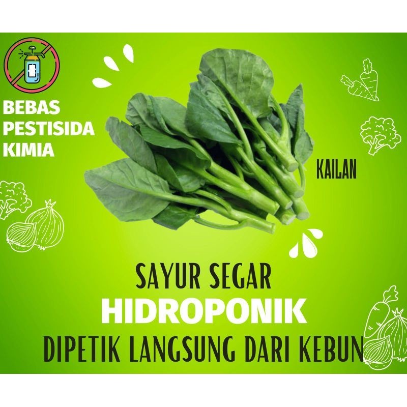 

{ 500 Gram } ( HIDROPONIK ) SAYUR SEGAR KAILAN FRESH VEGETABLE