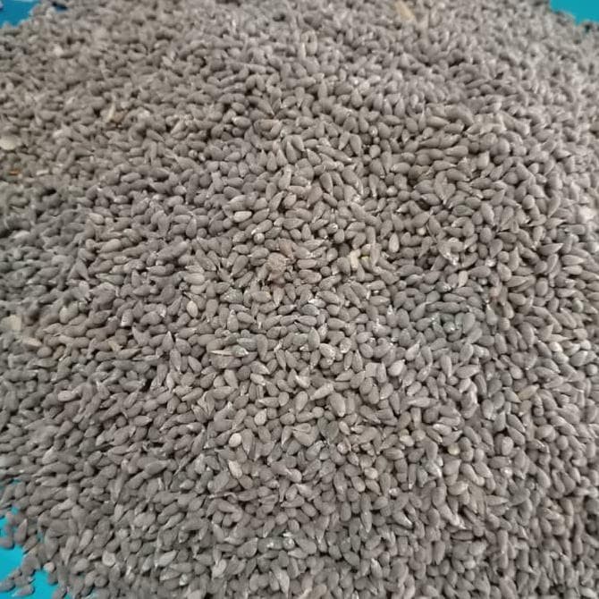 Benih balsa 10gram 900 biji Bibit tanaman kayu balsa PROMO