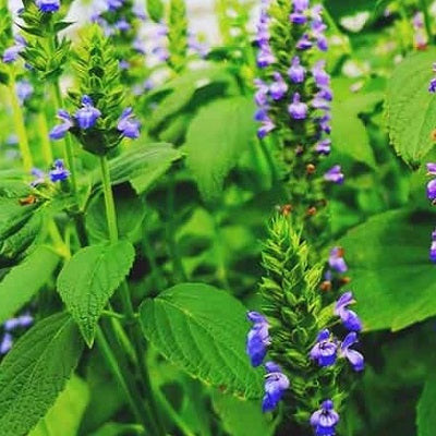 Seed Entrepreneur Bibit Benih Bunga Black Salvia Hispanica Chia - 5 Gram
