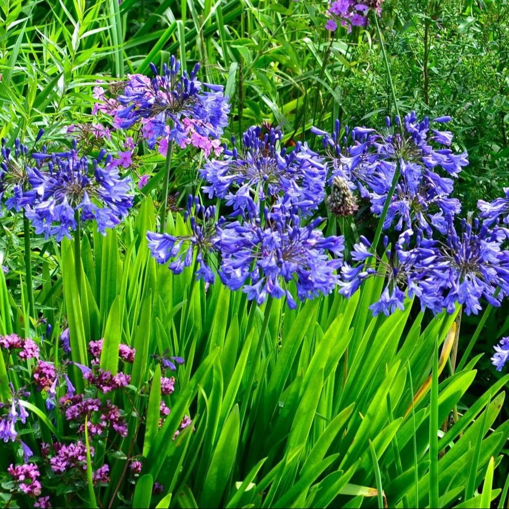Seed Entrepreneur Bibit Benih Bunga Amarilis Lily Afrika Biru - 1 Butir