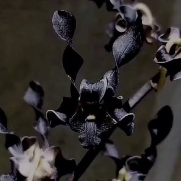 Anggrek Dendrobium Nirbaya ( Plengkung Gading )